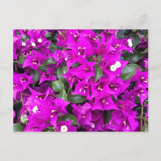 Postal Flores violetas moradas de buganvillas (Anverso)