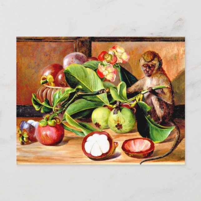 Postal Flores y frutos de Mangosteen; Mono de Singapur, (Anverso)