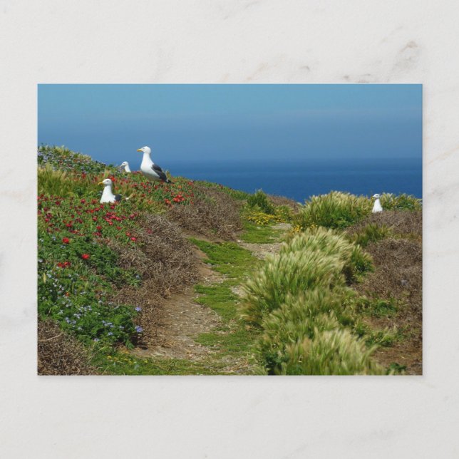 Postal Flores y gaviotas en la isla Anacapa (Anverso)