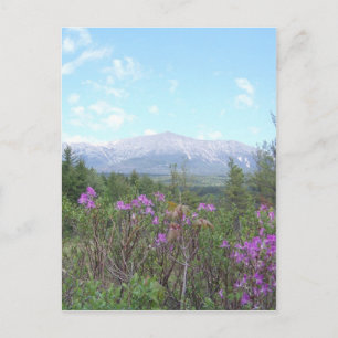 Postal Flores y la montaña