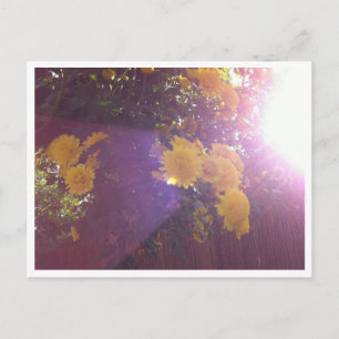 Postal Flores y luz