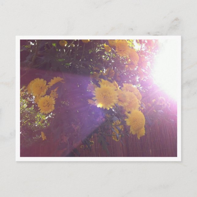 Postal Flores y luz (Anverso)