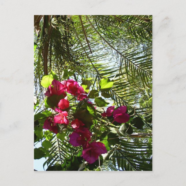 Postal Flores y palmeras (Anverso)