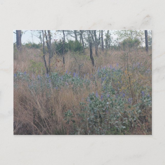 Postal Flores y pincel (Anverso)