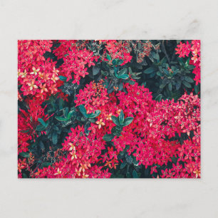 Postal flores y plantas con motivos botánicos coloridos