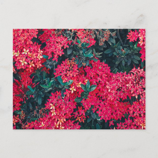 Postal flores y plantas con motivos botánicos coloridos (Anverso)