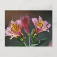 Flores y significado de Lirio Inca Rosa