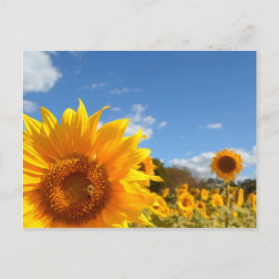 Postal Flores y sol