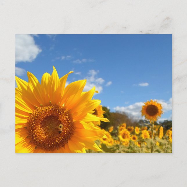 Postal Flores y sol (Anverso)