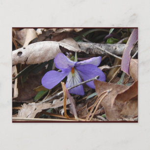 Postal FloresSilvestres Violeta de Pata de Pájaro Aguas T