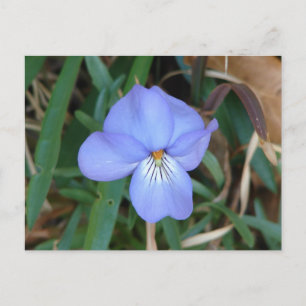 Postal FloresSilvestres Violeta de Patas de Pájaro IV Reg