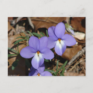 Postal FloresSilvestres Violeta de Pie de Pájaro III Rega