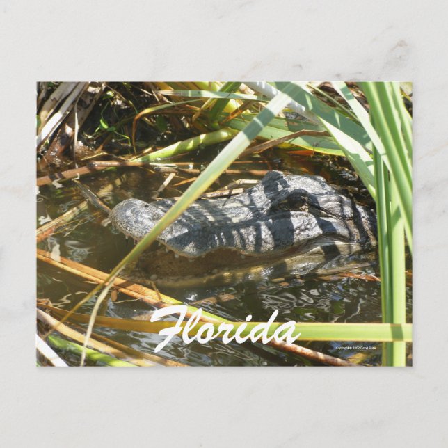 Postal Florida (Anverso)