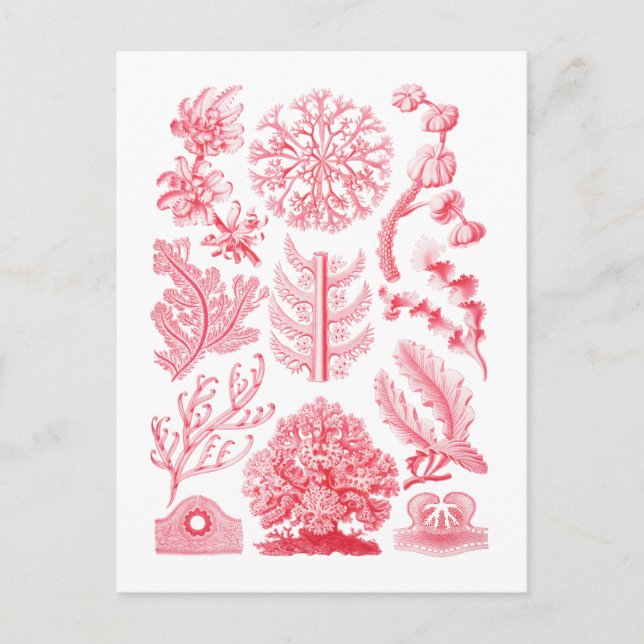 Postal Florida (Anverso)