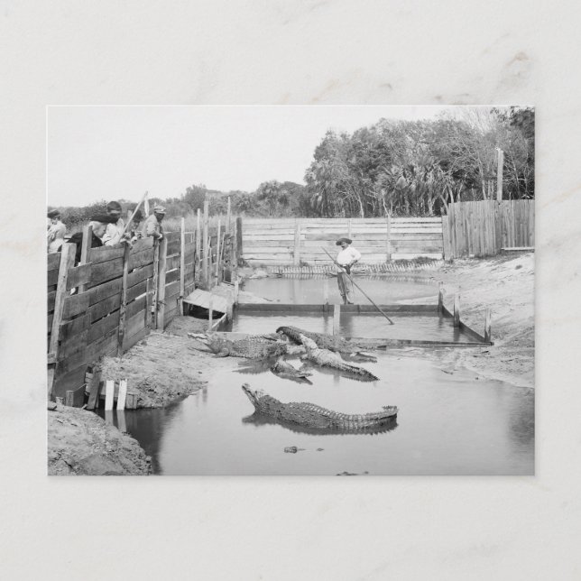 Postal Florida Alligator Show, 1904 (Anverso)