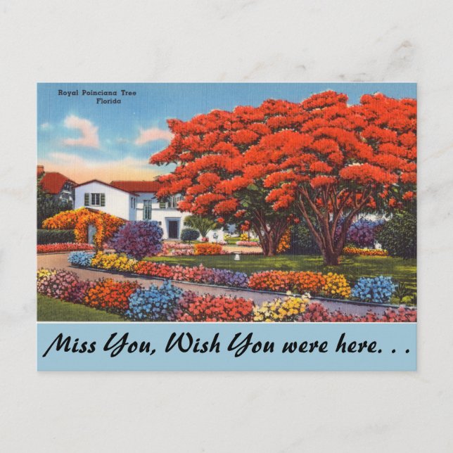 Postal Florida, Árbol de la Poinciana Real (Anverso)