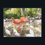Postal Florida Bonita Springs Pink Flamingo Travel<br><div class="desc">Desee a los amigos y saludos familiares de Florida con estas postales de viaje. Disponen de fotografía de flamingo rosa de Victoria Grigaliunas. Bonitas postales turísticas de manantiales cercanos a Nápoles en los Estados Unidos de América. Visita www.zazzle.com/dotellabelle para ver más.</div>