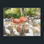 Postal Florida Bonita Springs Pink Flamingo Travel<br><div class="desc">Desee a los amigos y saludos familiares de Florida con estas postales de viaje. Disponen de fotografía de flamingo rosa de Victoria Grigaliunas. Bonitas postales turísticas de manantiales cercanos a Nápoles en los Estados Unidos de América. Visita www.zazzle.com/dotellabelle para ver más.</div>