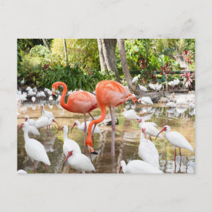 Postal Florida Bonita Springs Pink Flamingo Travel