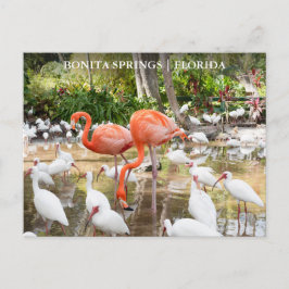 Postal Florida Bonita Springs Pink Flamingo Travel