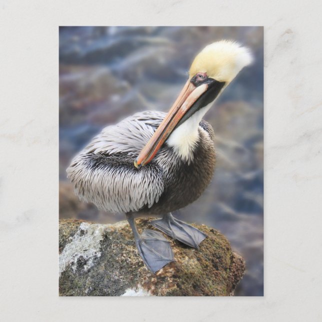 Postal Florida Brown Pelican Standing on Jetty Rock (Anverso)