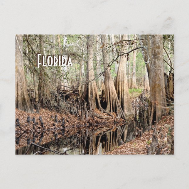 Postal Florida Cypress (Anverso)