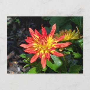 Postal florida de Dahlia