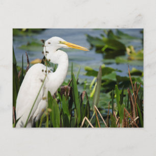 Postal Florida Egret