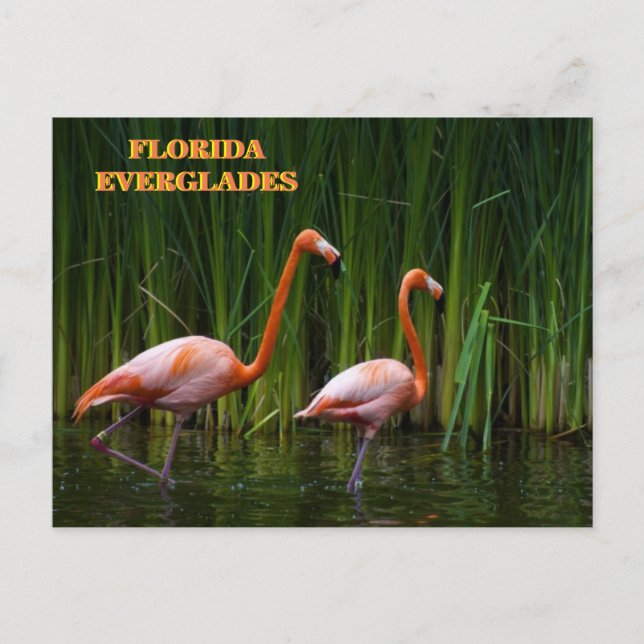 POSTAL FLORIDA EVERGLADES (Anverso)