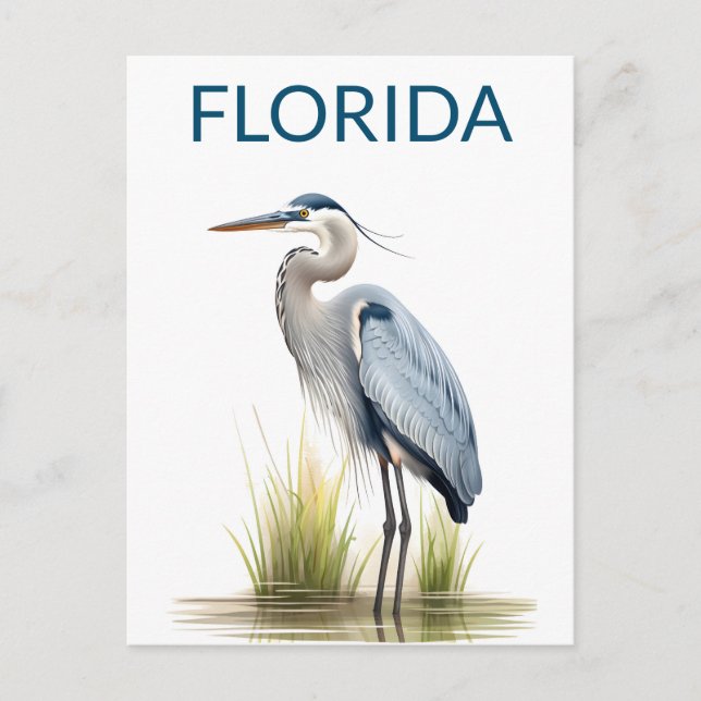 Postal Florida Great Blue Heron Bird Travel (Anverso)