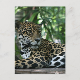 Postal Florida Jaguar mirando hacia atrás tumbado