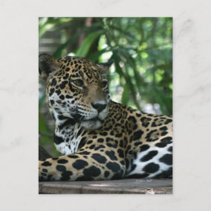 Postal Florida Jaguar mirando hacia atrás tumbado