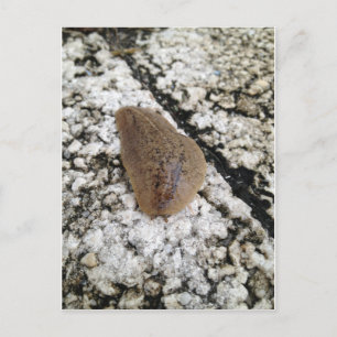 Postal Florida Leatherleaf Slug