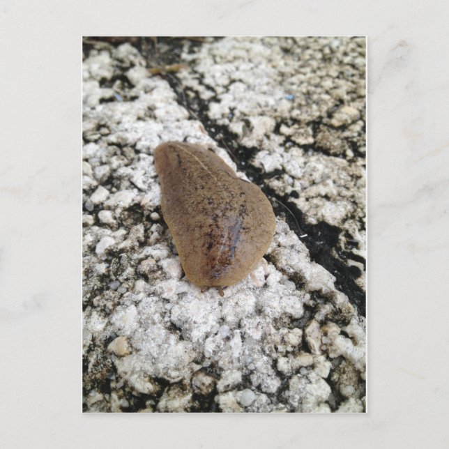 Postal Florida Leatherleaf Slug (Anverso)