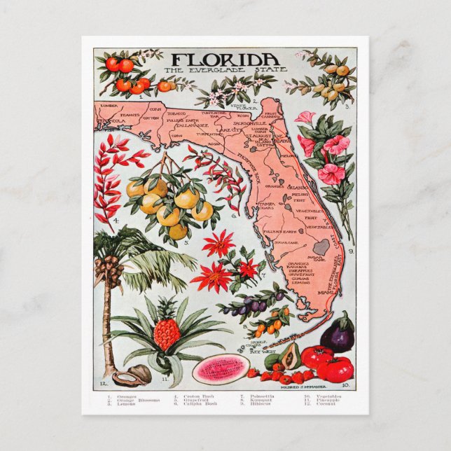 Postal Florida: Mapa del estado del Everglade (Anverso)