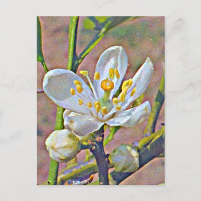 Postal Florida Naranja Blossom (Anverso)