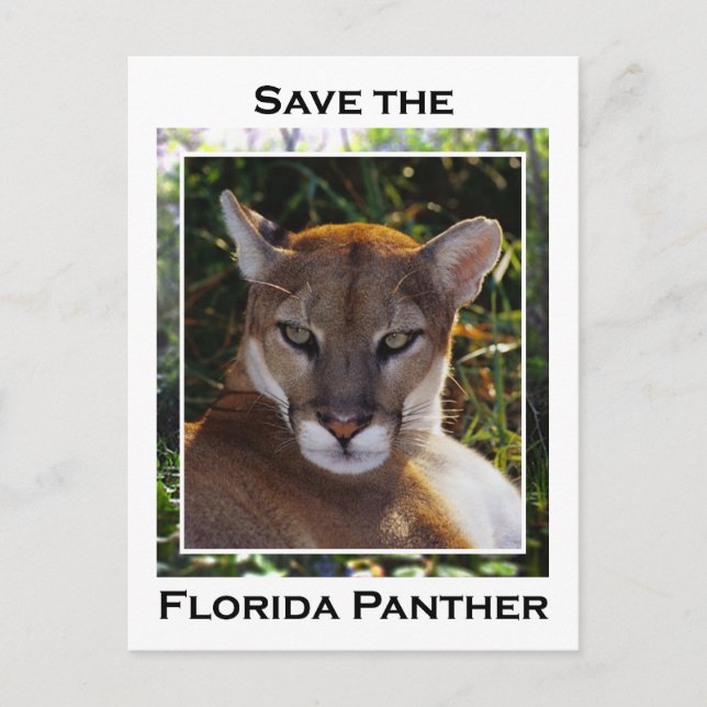 Postal Florida Panther (Anverso)