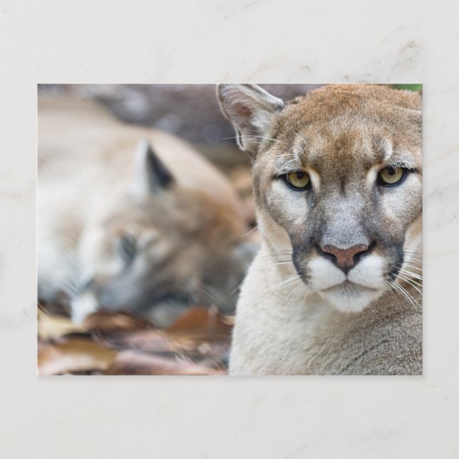 Postal Florida Panther (Anverso)