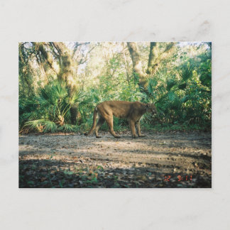 Postal Florida Panther in forest