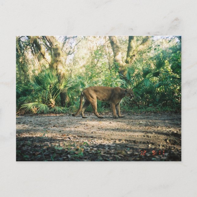 Postal Florida Panther in forest (Anverso)