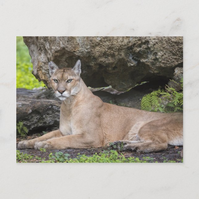 Postal Florida Panther Postcard (Anverso)