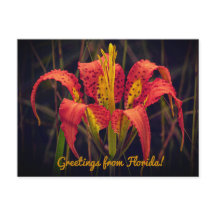 Florida Pine Lily Postcard