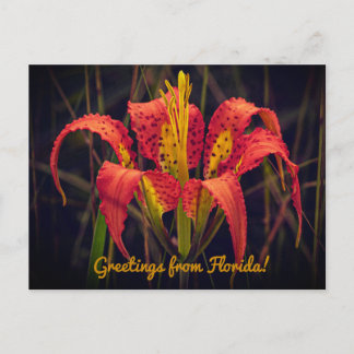 Postal Florida Pine Lily Postcard