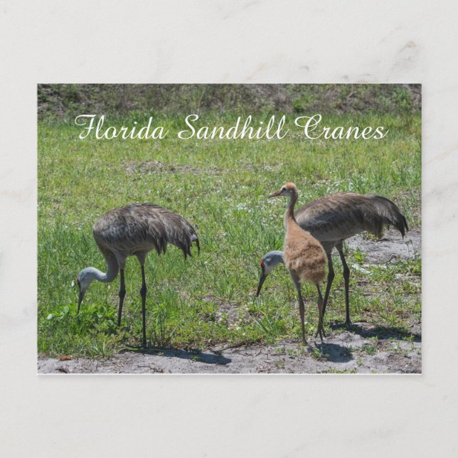 Postal Florida Sandhill Cranes Family Nature Photography (Anverso)