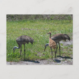 Postal Florida Sandhill Cranes Nature Photography