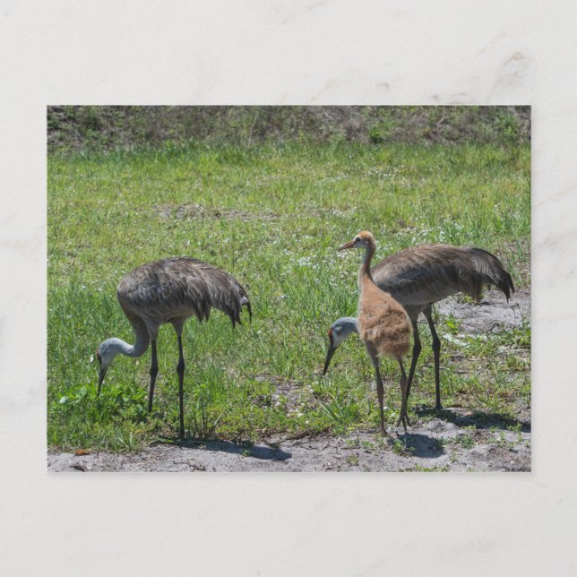 Postal Florida Sandhill Cranes Nature Photography (Anverso)