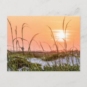 Postal Florida Sea Oats Sunrise Post Card