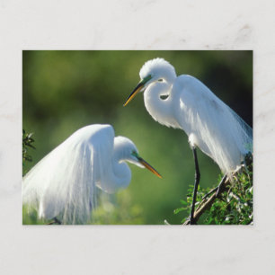 Postal Florida, Venecia, Santuario Audubon, Garza Blanca