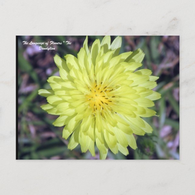 Postal Floriografía de flor de león de Dandy (Anverso)