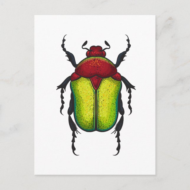 Postal Flower beetle (Anverso)